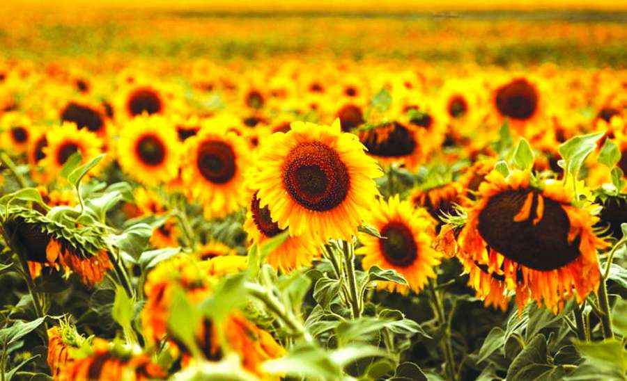 ဆောင်းပါး