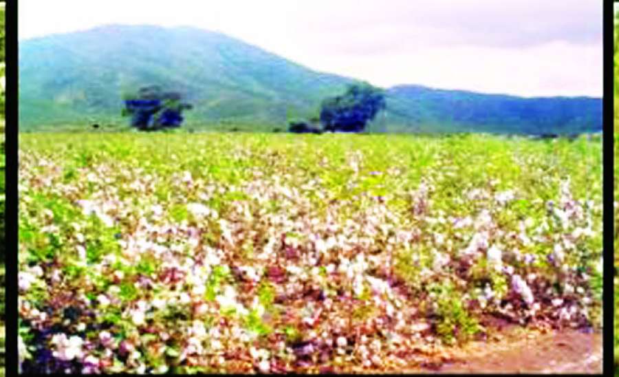 ဆောင်းပါး