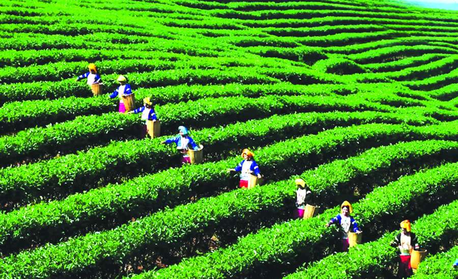 ဆောင်းပါး