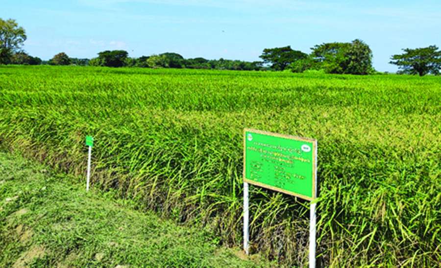 ဆောင်းပါး