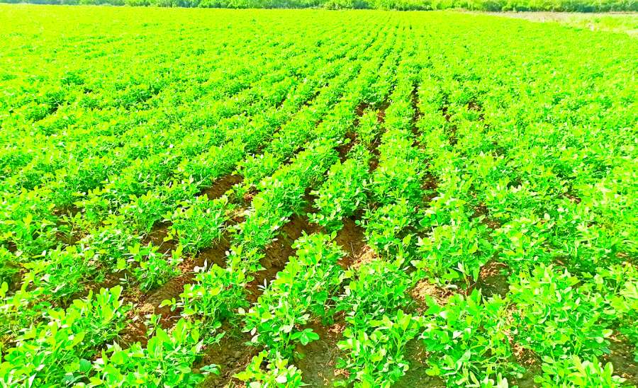 ဆောင်းပါး