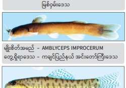 မေးမြူရေး