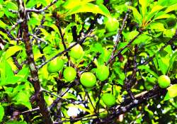 ဆောင်းပါး