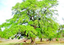 ဆောင်းပါး