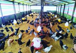 ဆောင်းပါး