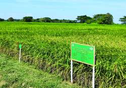 ဆောင်းပါး