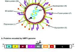 ဆောင်းပါး