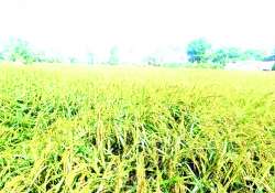 ဆောင်းပါး