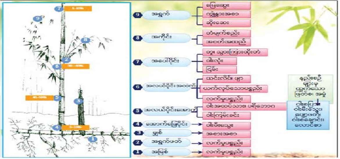 ဝါးအခြေခံစက်မှုလုပ်ငန်းနှင့် ဝါးအချောထည်ထုတ်ကုန်ပစ္စည်းများ ဖွံ့ဖြိုးတိုးတက်ရေးဆီသို့ 