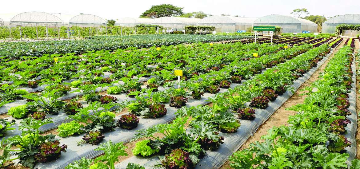 ဆောင်းပါး