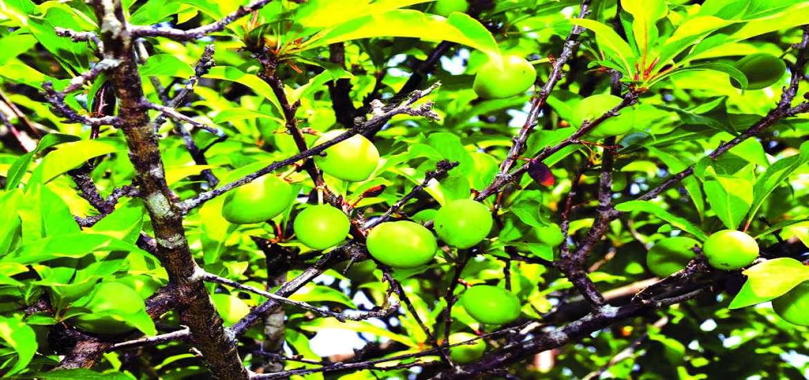 ဆောင်းပါး