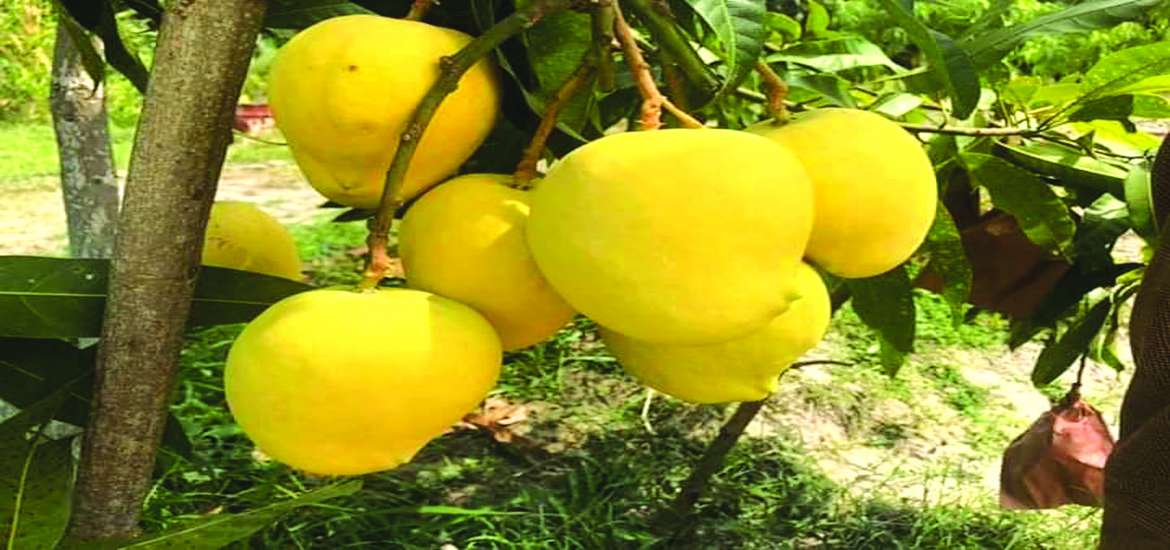 ဆောင်းပါး