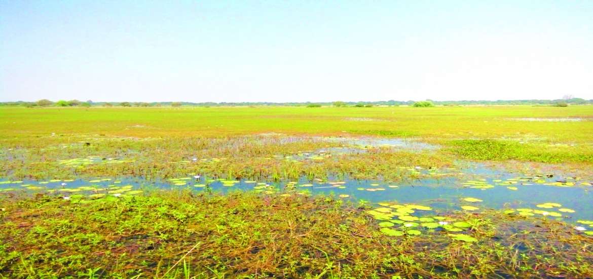 ဆောင်းပါး