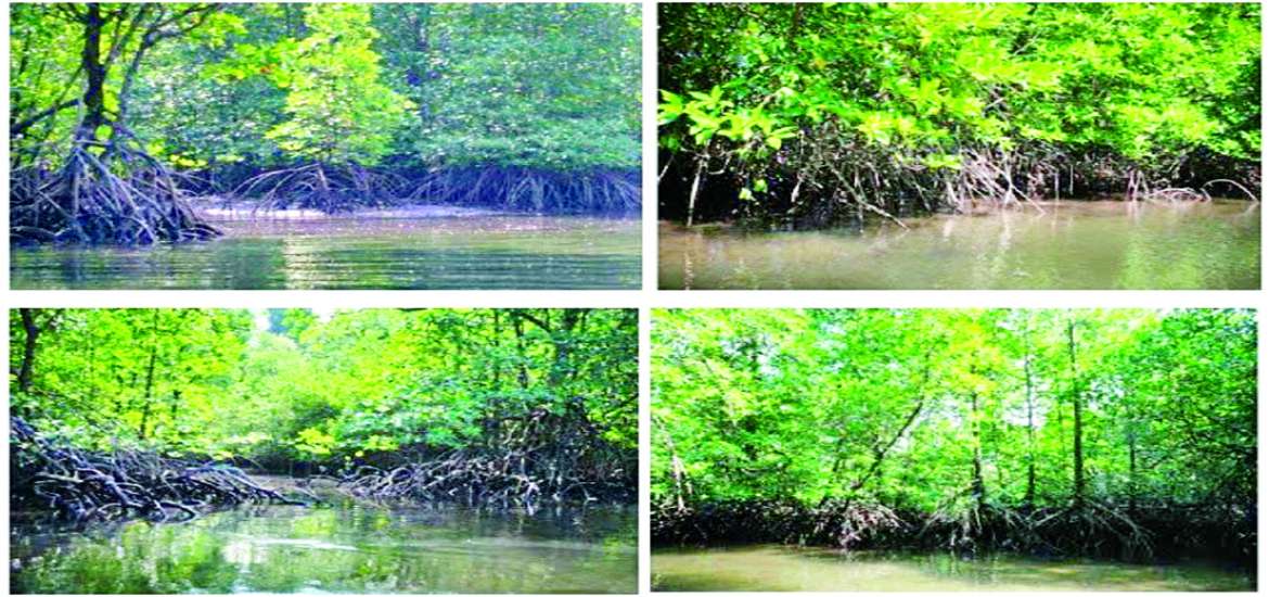 ဆောင်းပါး