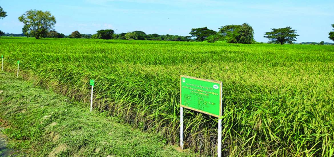 ဆောင်းပါး