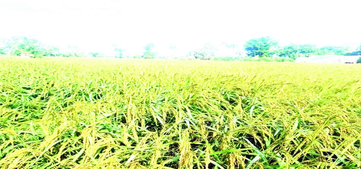 ဆောင်းပါး